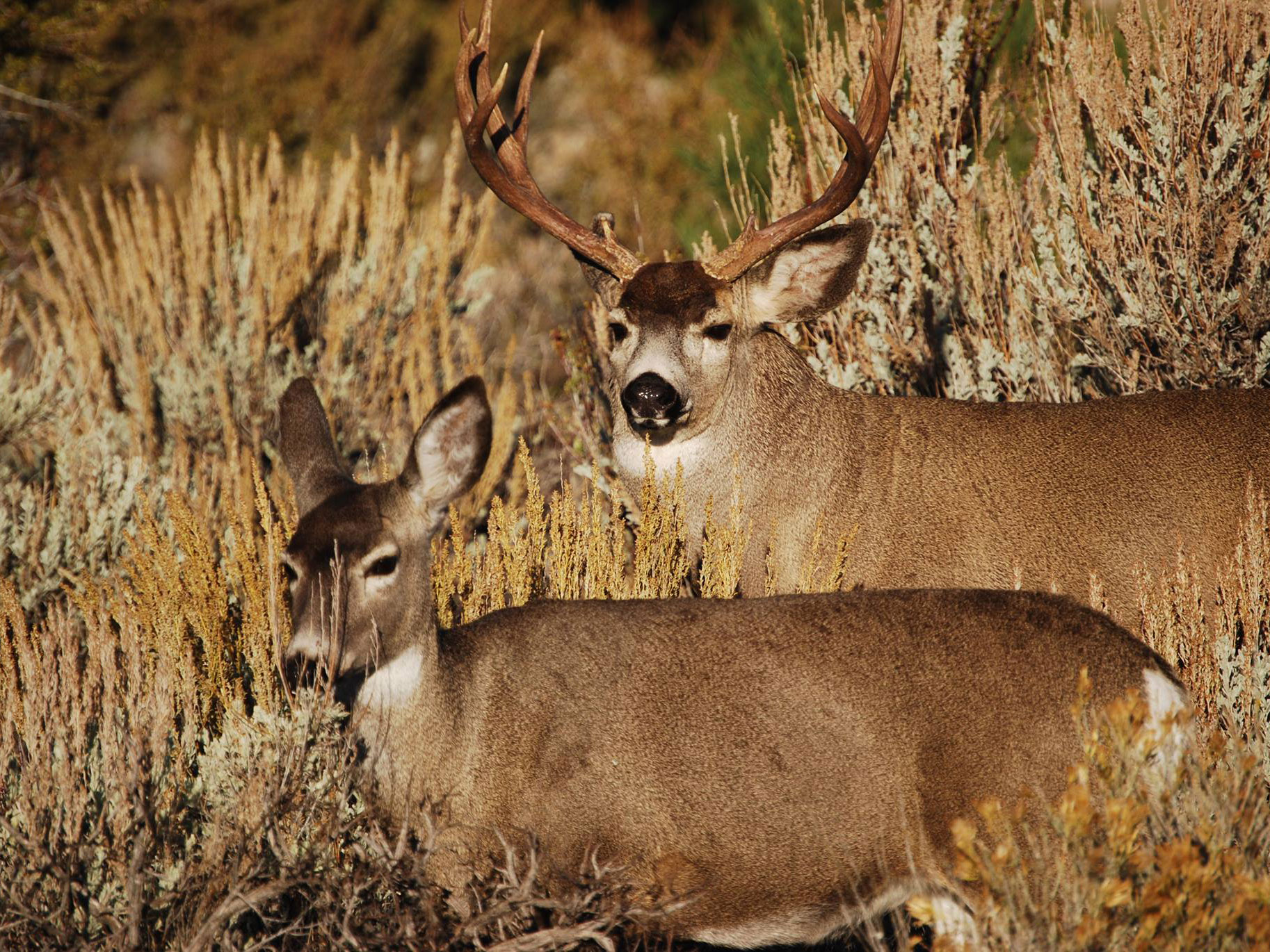 drought-nudges-nevada-wildlife-toward-urban-areas-capradio