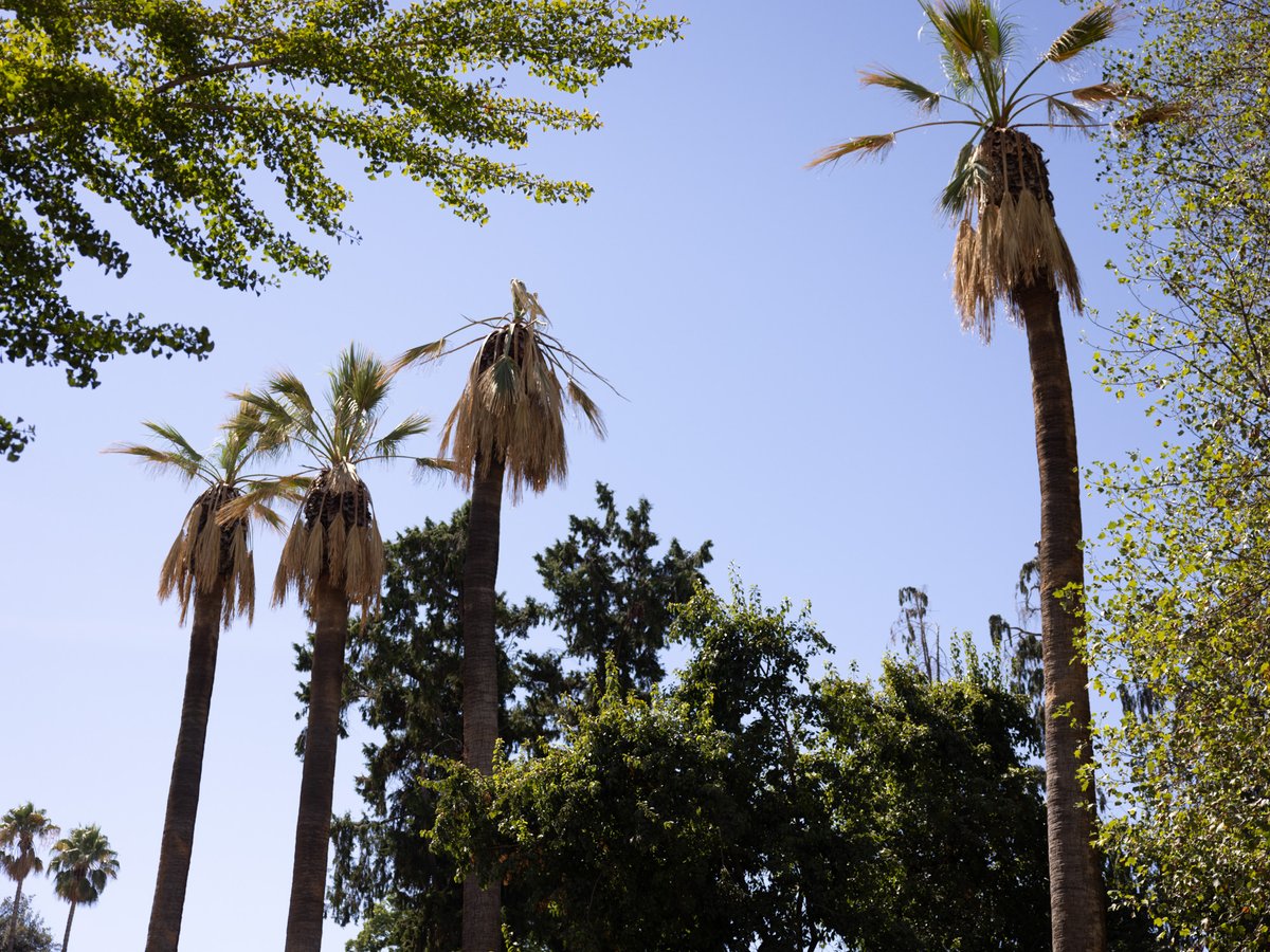 Dozens of 141-year-old Sacramento palm trees are struggling to