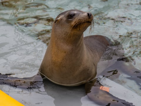 Bill Hunnewell / The Marine Mammal Center