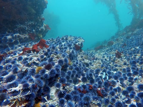 Steve Lonhart / NOAA MBNMS