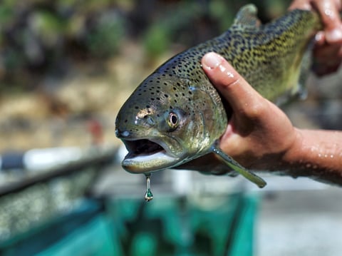 Steve Martarano/U.S. Fish and Wildlife Service via AP, File