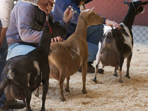How 15 mail-order chicks ended up changing my life: Your weekly dose of  wonder. : Goats and Soda : NPR