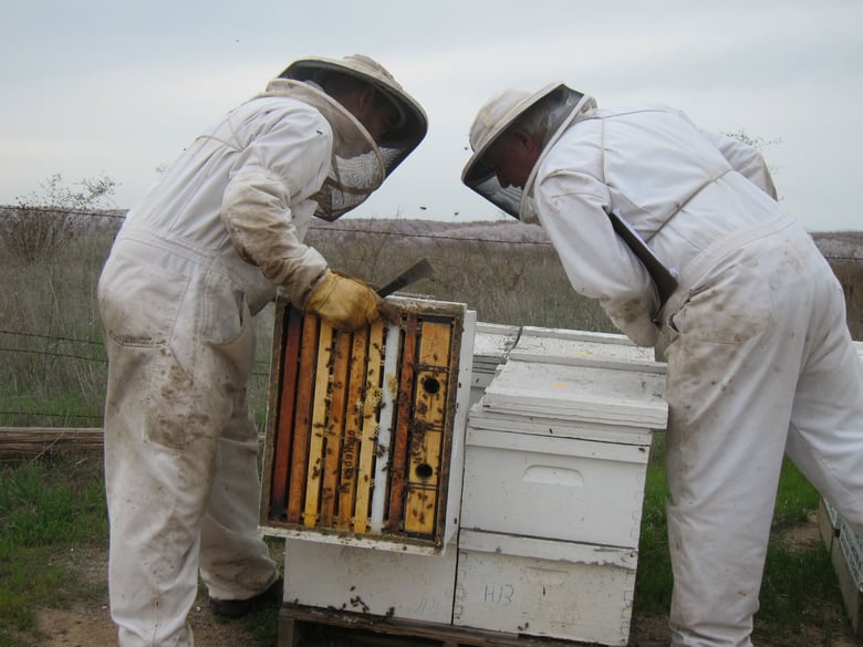 What's The Story Behind The Massive Bee Die-Off In Fresno County? 