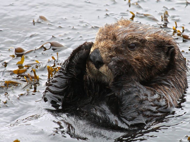 California Sea Otters Numbers Holding Steady 