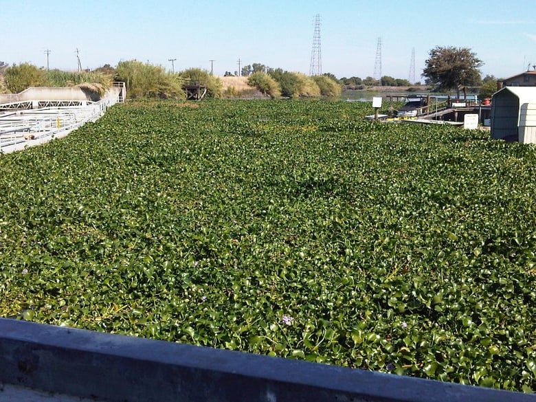 Water Hyacinth In The Delta 