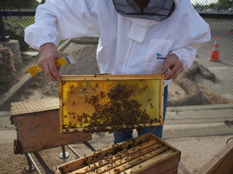 Honey bound  Adventures in Natural Beekeeping