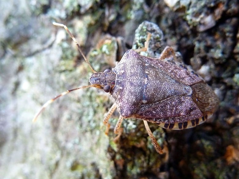 Tracking The Marmorated Stink Bug 