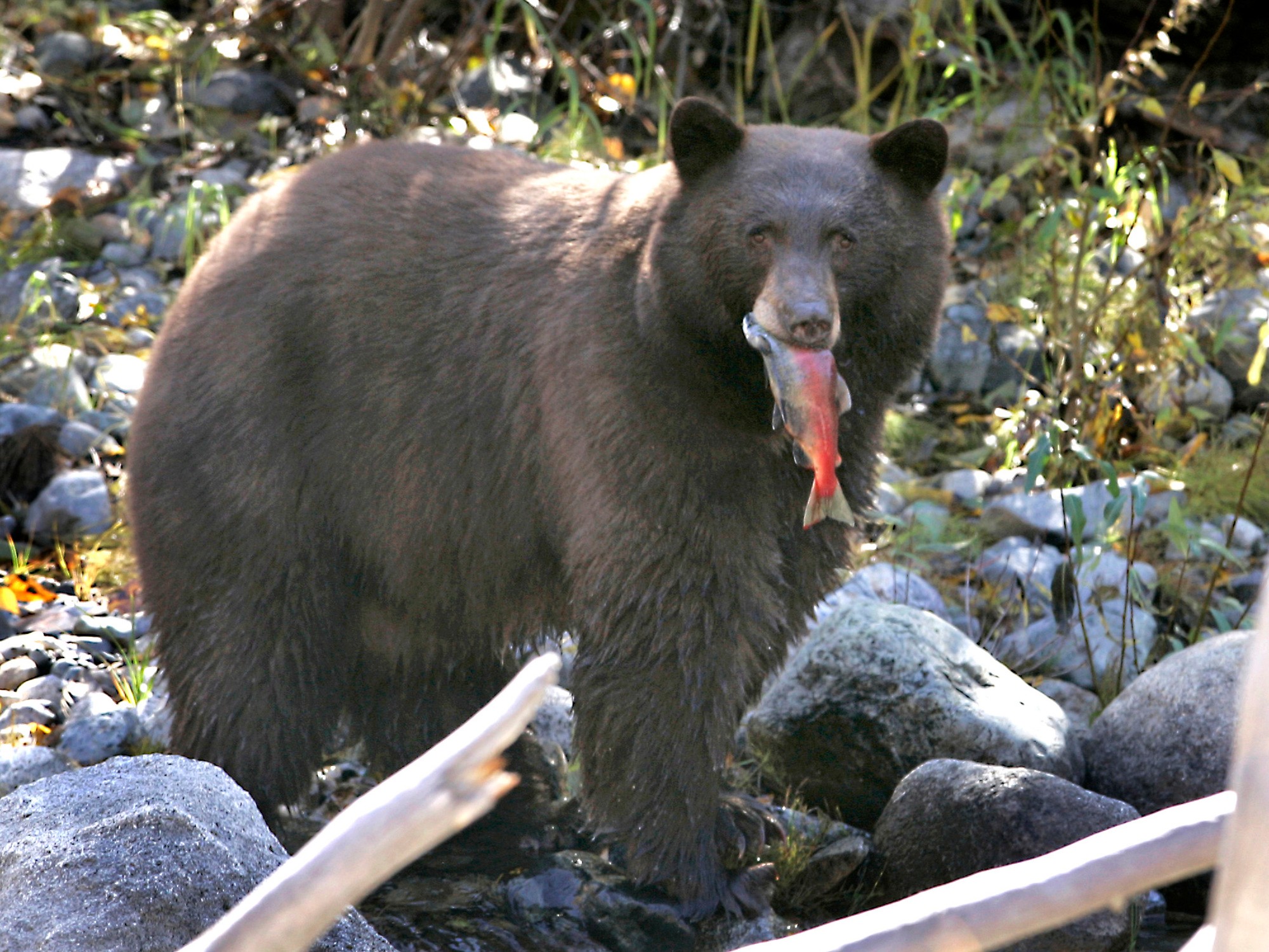 Bears of Tahoe / Bears with Bandages / Yellowstone Bears - capradio.org