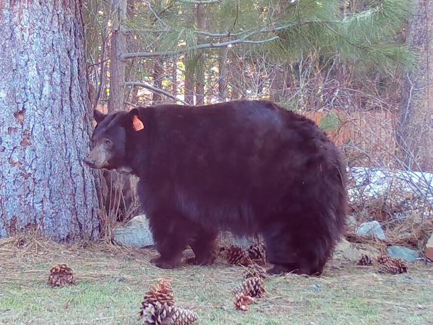 Sacramento Homeless Campgrounds Plan | Rehabilitating Tahoe Bear