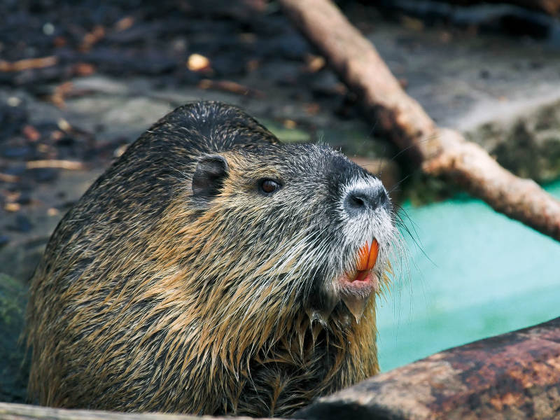 Nutria, Coypu Dimensions & Drawings