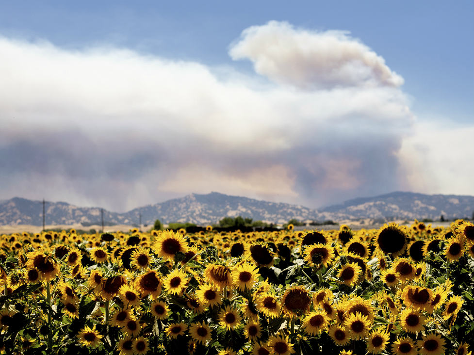 Yolo County Fire Grows Evacuations In Place Capradio Org   070118%20County%20Fire%20Plume%20AP%20P 