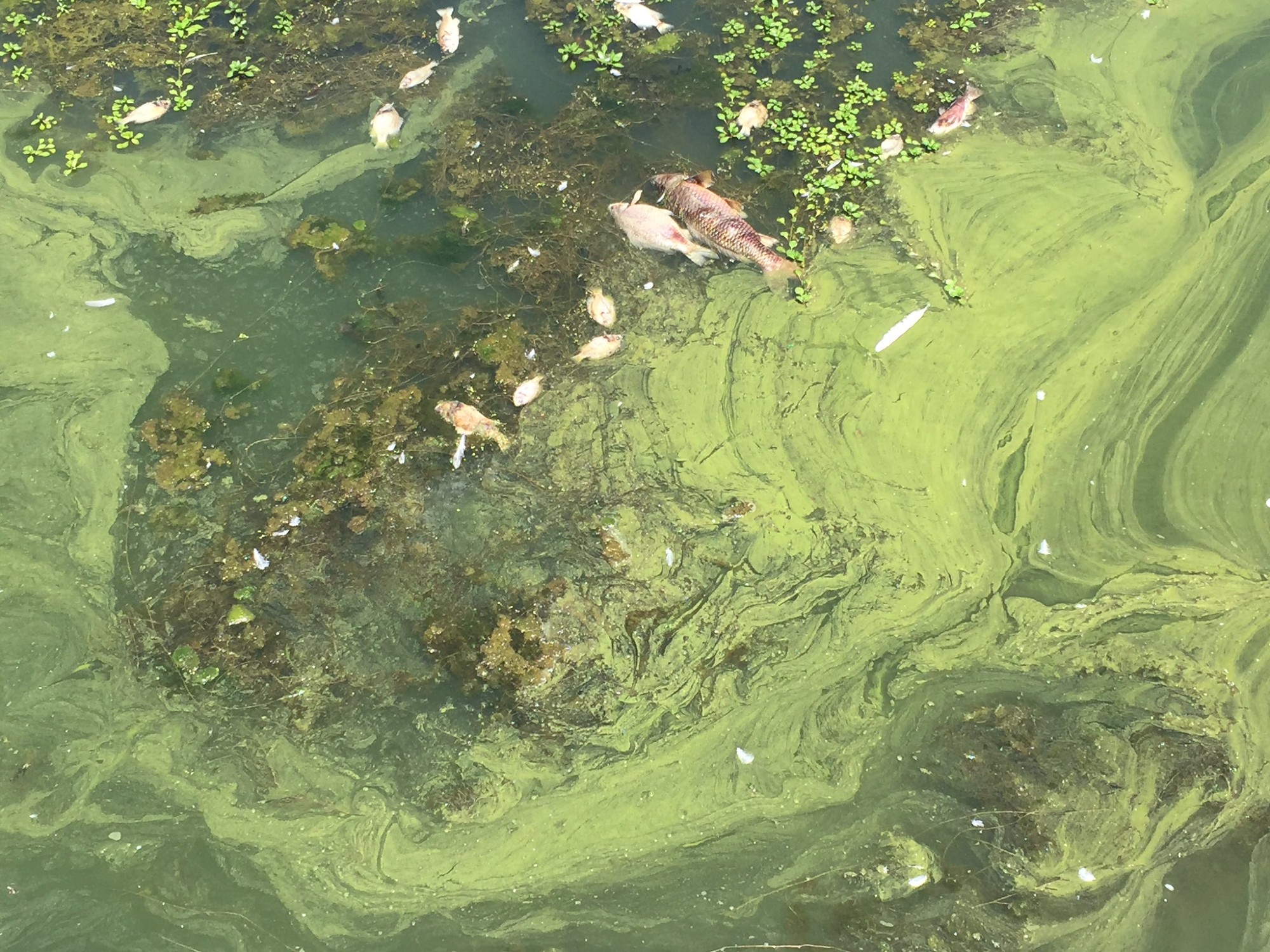 Despite Record Snow Melt, Toxic Algae Continues To Bloom In California