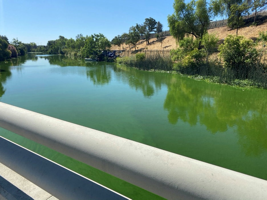 Stockton Delta Faces Resurfacing Of Algal Bloom capradio