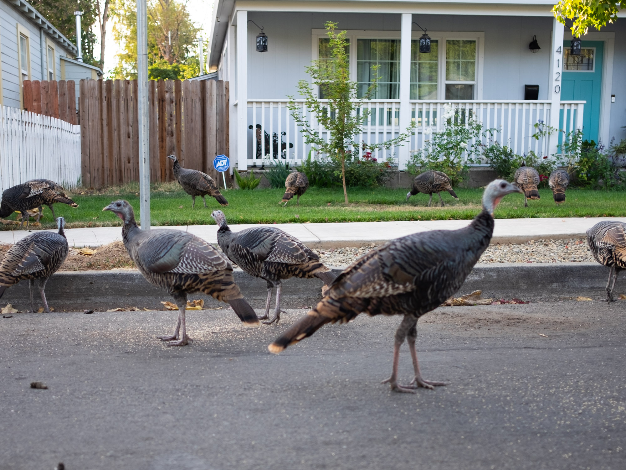California Turkeys Will Likely Trot North As Climate Warms, But May Not