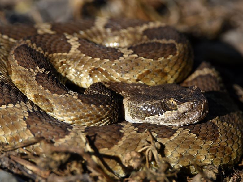 Rattlesnake Season Has Arrived In Northern California: Here's How To ...