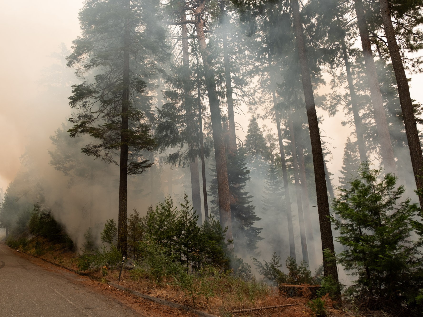 Forest Rape In Indian Movie - Caldor Fire Updates, Evacuation Efforts / Wildfire Smoke Raising Risk Of  COVID-19 / Stanislaus State Delays In-Person Classes / Farewell To CapRadio  Healthcare Reporter Sammy Caiola - capradio.org