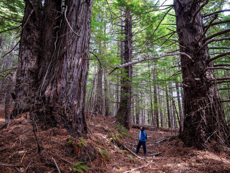 Save Oregon's Oldest Trees