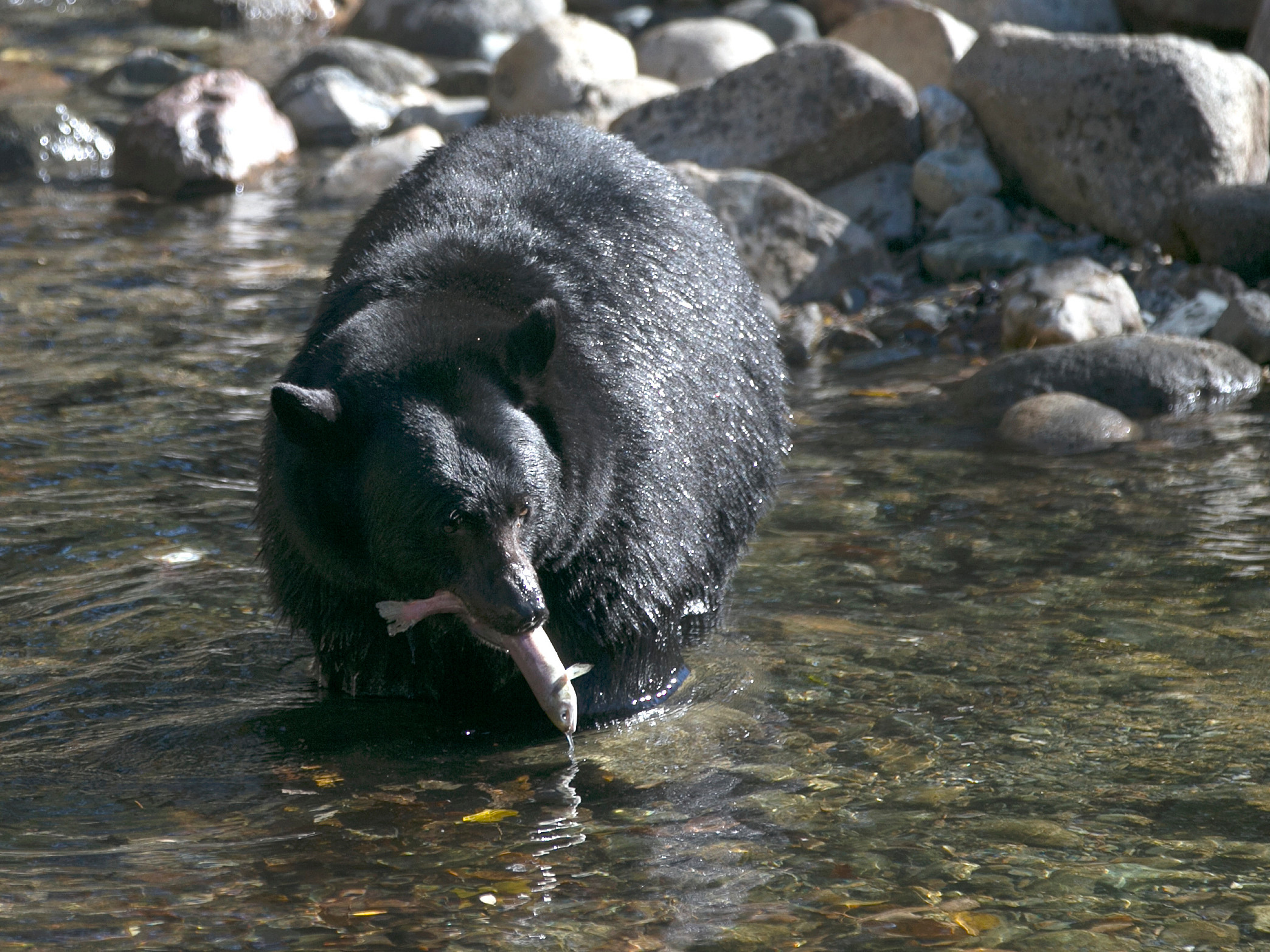 River Dangers | Tahoe Bears | New UC Davis Coffee Center - capradio.org