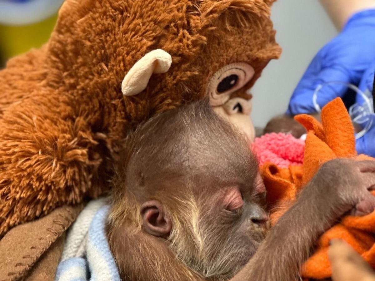 Fat Naked Monkey - Toxic Lead Levels at CA Child Care Facilities | Placer County LGBTQ+ Youth  Group Faces Threats Following Controversial Video | Sacramento Zoo Welcomes  Endangered Orangutan - capradio.org
