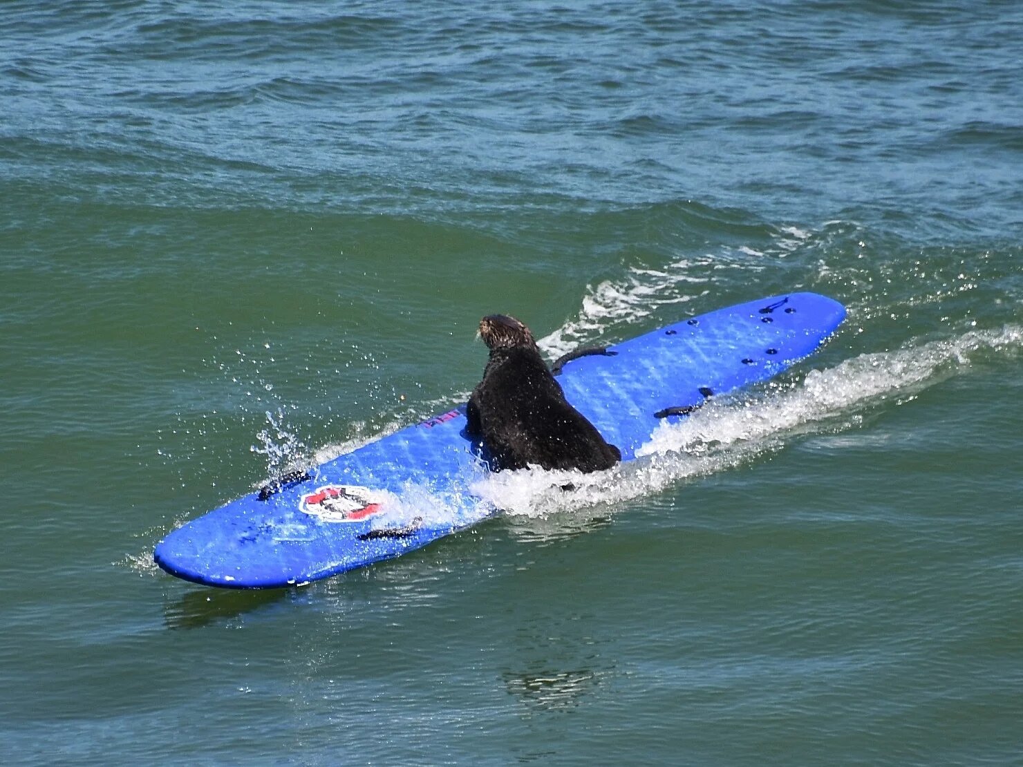 An otter in Santa Cruz is hassling surfers and stealing their