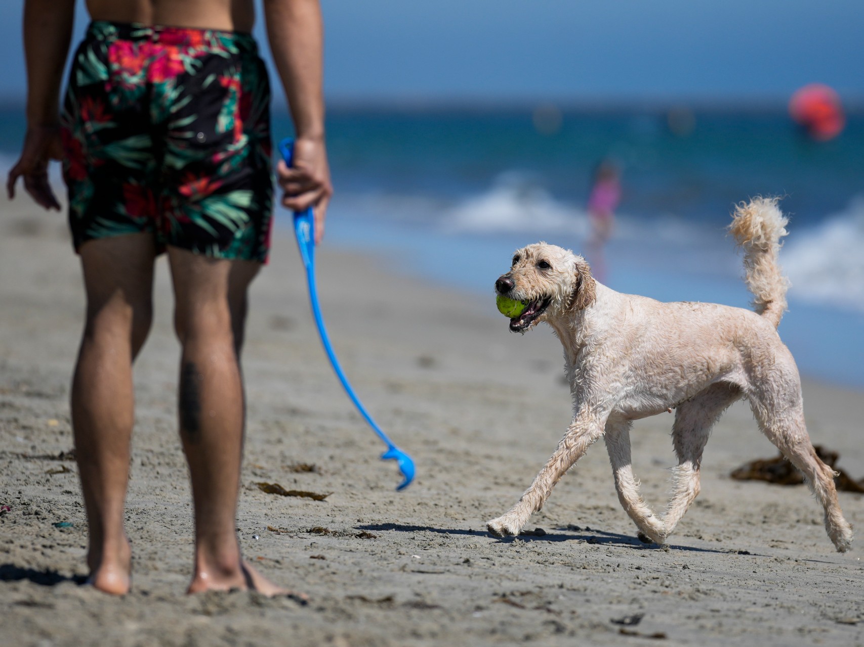 A record number of Californians are visiting emergency rooms for dog bites – Capital Public Radio News