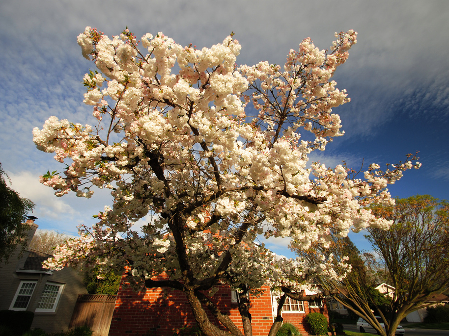 Before coronavirus quarantine, I looked for cherry blossoms - Vox