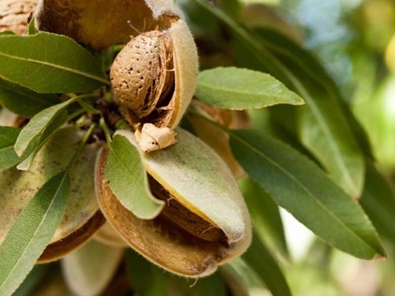 Forecast Predicts Biggest Harvest Ever For California Almond Growers
