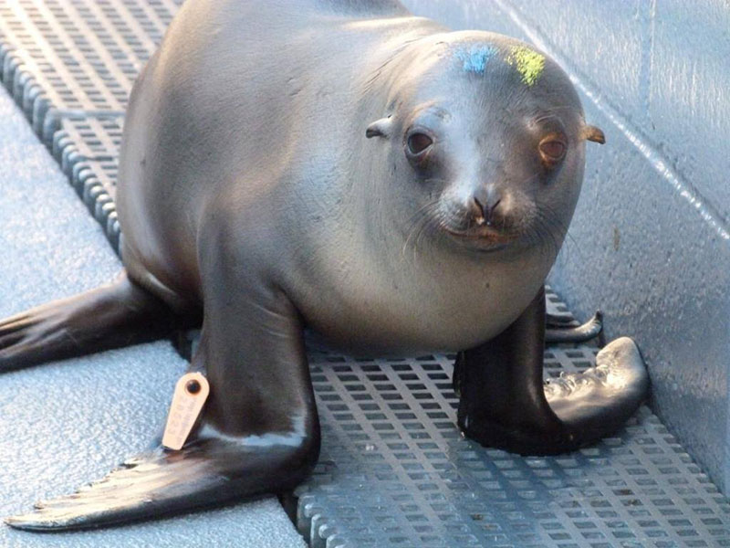 Seal Pack Sex Rape Com - Sausalito Center Helps Rescue Sick Sea Lion Pups - capradio.org
