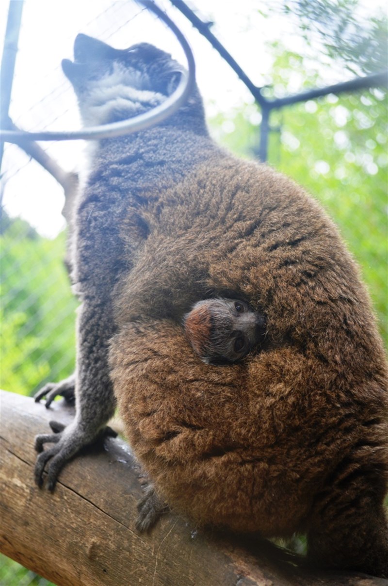 0612 mongoose lemur sac zoo