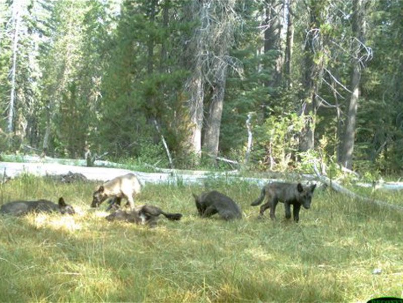 Endangered Gray Wolves Found In Northern California - capradio.org