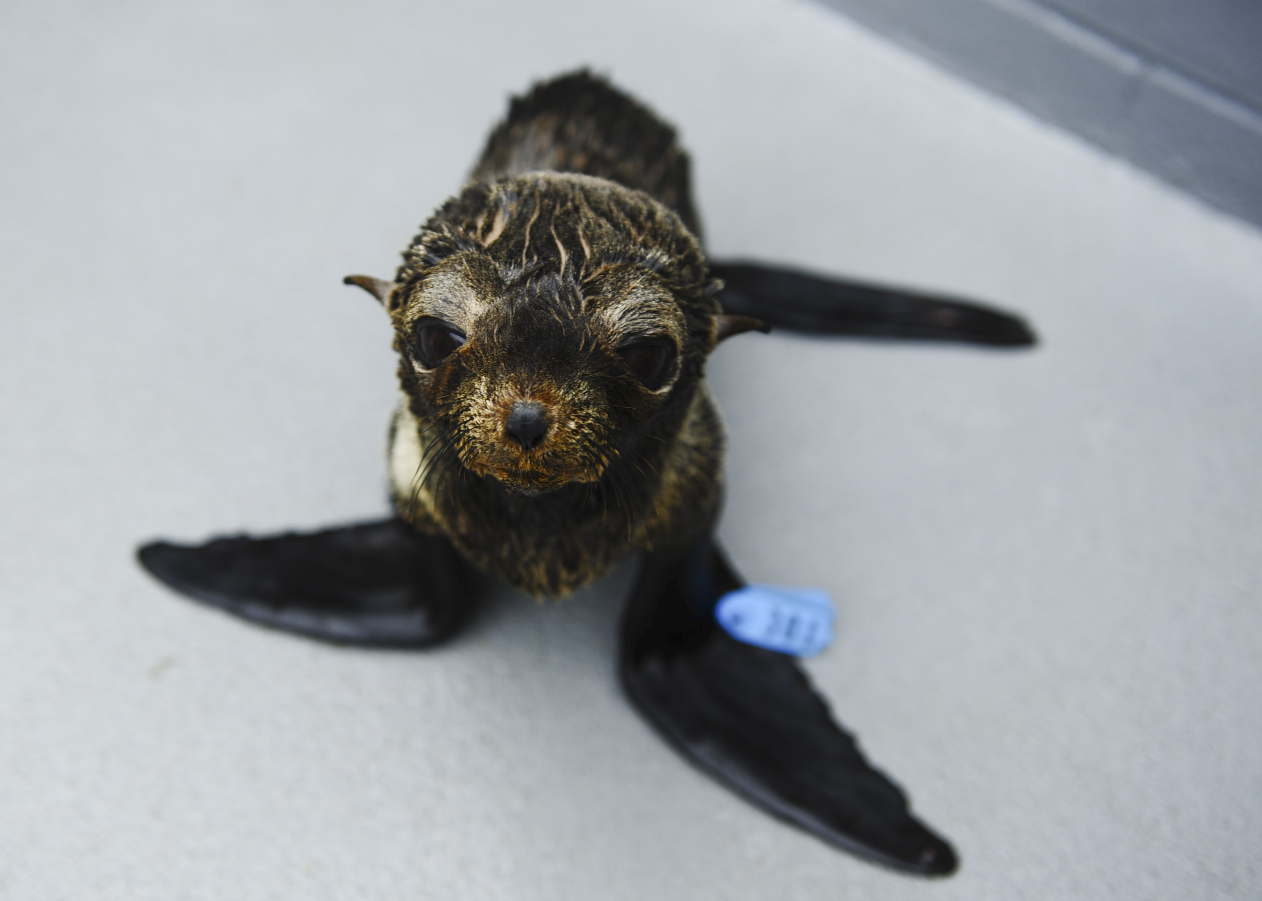 Seal Pack School Girl Sex With Old Black People - Guadalupe Fur Seals Dying Along California Coast - capradio.org