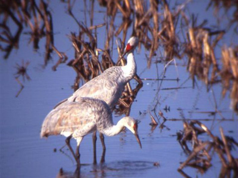 Lodi Sandhill Crane Festival — Sacramento Audubon Society