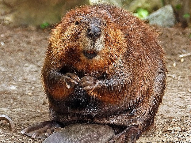 Sparks Seeks Humane Ways To Manage Beavers - capradio.org