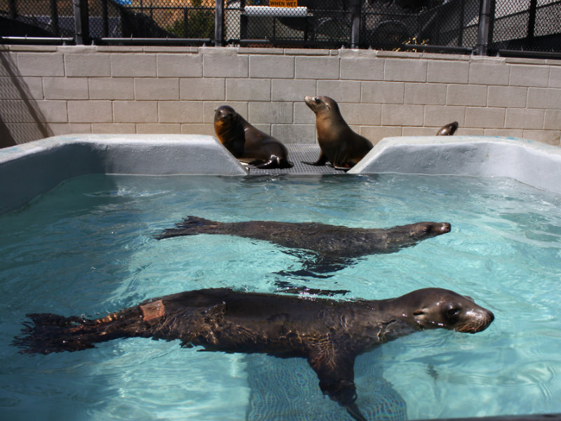 Seal Pack Sex Rape Com - Sea Lions Along California Coast Sickened By Toxic Algae - capradio.org