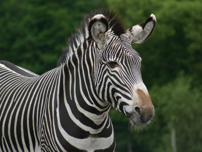 800px x 600px - Why Zebra Have Stripes - capradio.org
