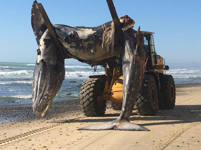 Dead Whale At San Diego Beach May Have Been Struck By Ship - capradio.org