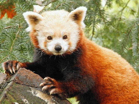 Red Panda Dies At Sacramento Zoo - capradio.org