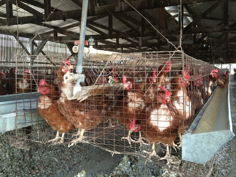 Large Food Vendors Pledge To Buy Chicken Raised Under Humane 