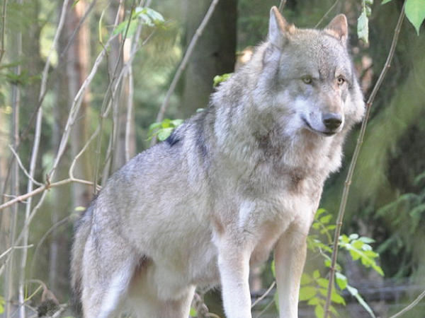 Federal Judge in Boise hears arguments in wolf trapping and