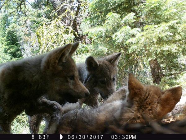 Gray Wolf Pack Discovered in Lassen County 