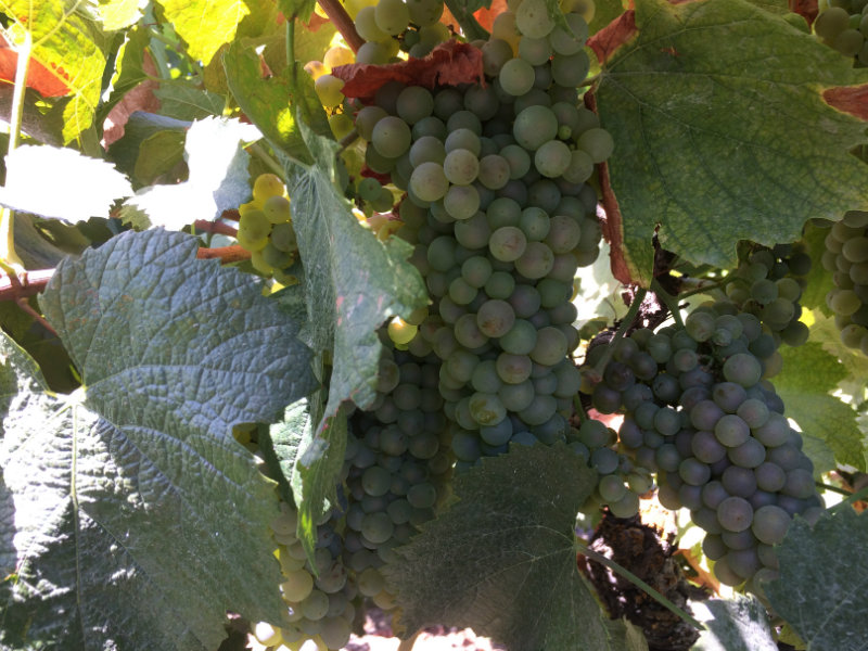 As Wine Grape Harvest Begins, Calif. Growers Face Ongoing Farmworker