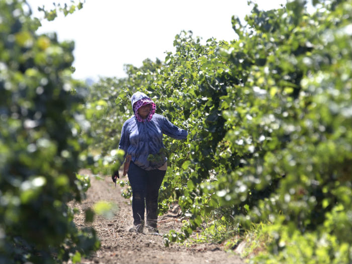 California Farmers Face Labor Shortages - Capradio.org